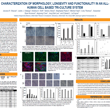 Characterization of Morphology, Longevity and Functionality in an All-Human Cell Based Tri-Culture System
