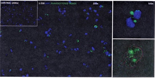 Immunofluorescence Staining for KC with Phagocytosed Beads