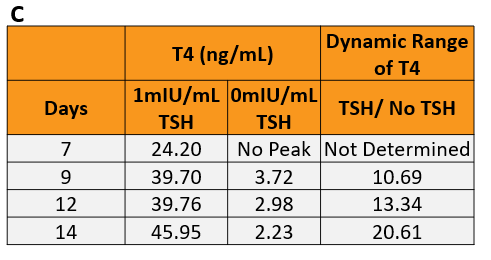 Figure 4. Determine ideal time points for screening TDCs. The microtissues were treated with 0 or 1mIU/mL TSH starting on day 2.&nbsp;(Seeding cell density 7.5E+03 cells per well).&nbsp; A. T4 levels were determined by ELISA (Lot 2014322). B. T3 and T4 levels were determined by LC-MS/MS. (Lot: 2021598) C. The dynamic range of T4 synthesis when thyrocytes are stimulated with bovine TSH. 