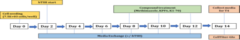 Figure 1: Schematic of the work-flow used for compound treatment of thyrocyte cultures.