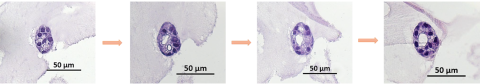 Figure 3: Representative images of a H&E stained microtissue showing the formation of the follicular structure at different layers.