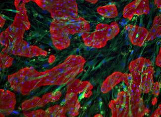 Protocol - TruVivo 96-Well