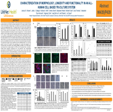 Characterization of Morphology, Longevity and Functionality in an All-human Cell Based Triculture System
